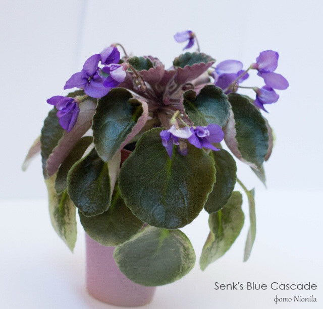  Senk's Blue Cascade 