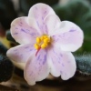 Фиалка Ness' Spring Blush