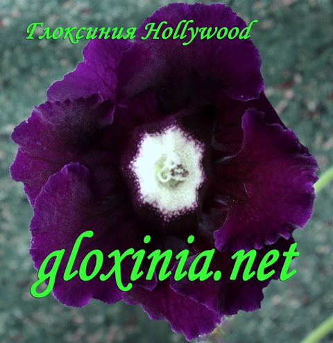 Глоксиния Hollywood 