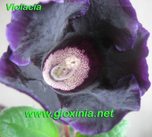 Глоксиния Violacia 