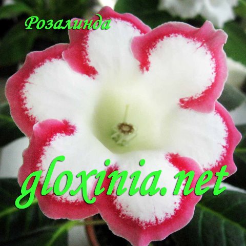 Глоксиния Розалинда 