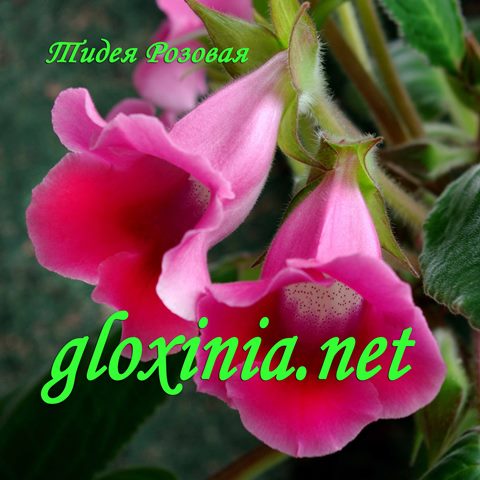 Глоксиния Тидея Розовая 