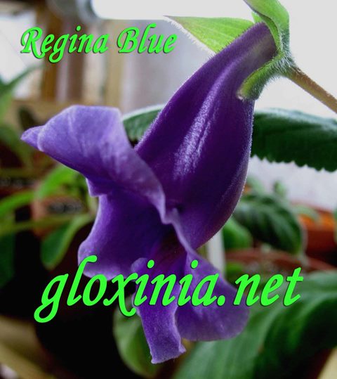 Глоксиния Regina Blue 