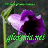 Глоксиния Тидея Фиолетовая