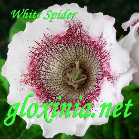  White Spider 