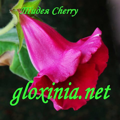 Глоксиния Тидея Cherry 