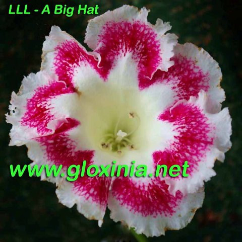 Глоксиния LLL-A Big Hat 