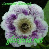 Глоксиния Lavender Network