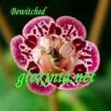 Синнингия Bewitched