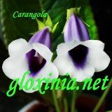 Синнингия Carangola