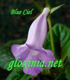 Синнингия Blue Ciel