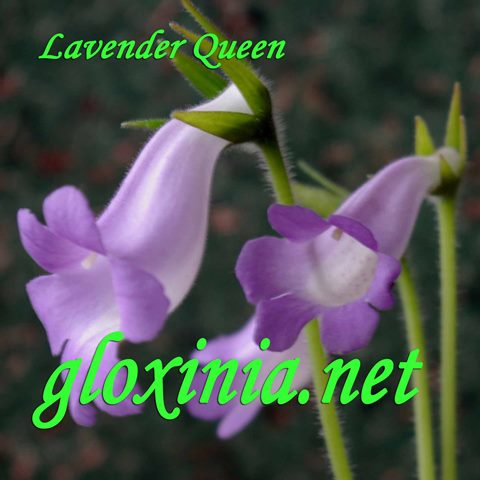 Синнингия Lavender Queen 