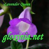 Синнингия Lavender Queen