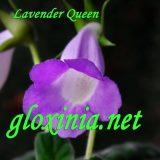Синнингия Lavender Queen