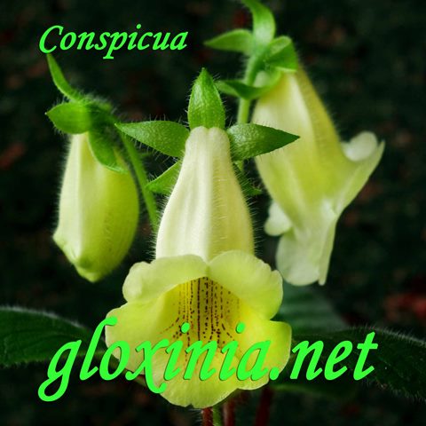 Синнингия желтая conspicua
