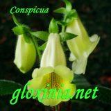 Синнингия Conspicua