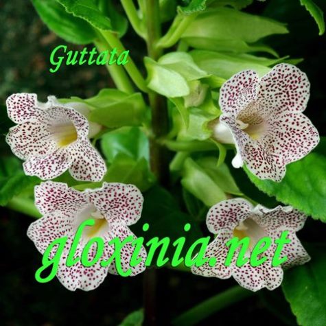  Guttata 