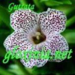 Синнингия Guttata