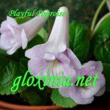 Синнингия Playful Poproise