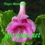Синнингия Texas Butterfly