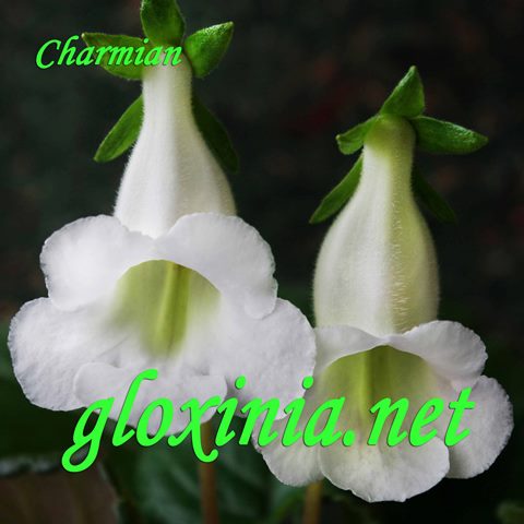  Charmian 