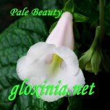 Синнингия Pale Beauty