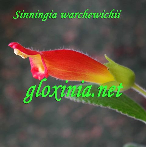  Sinningia warchewichii 