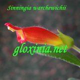 Синнингия Sinningia warchewichii