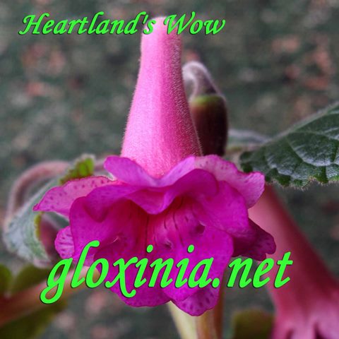  Heartland's Wow 