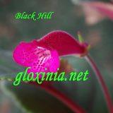 Синнингия Black Hill