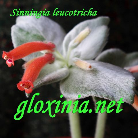  Leucotricha 