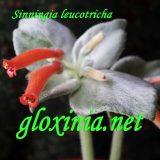 Синнингия Leucotricha