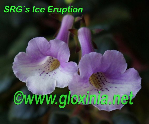 Синнингия SRG`s Ice Eruption 