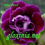 Глоксиния Blue Pearl