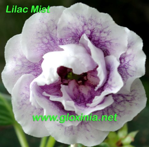  Lilac Mist 