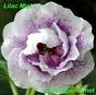 Глоксиния Lilac Mist