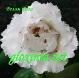 Глоксиния Белая Роза