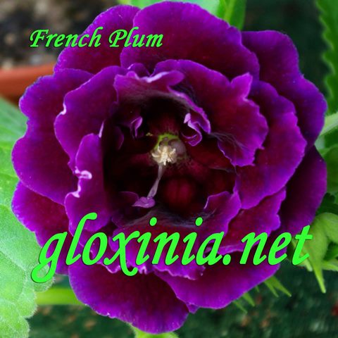  French Plum 