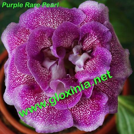  Purple Rare Pearl 
