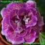 Глоксиния Purple Rare Pearl