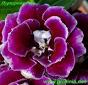 Глоксиния Пурпурная Роза