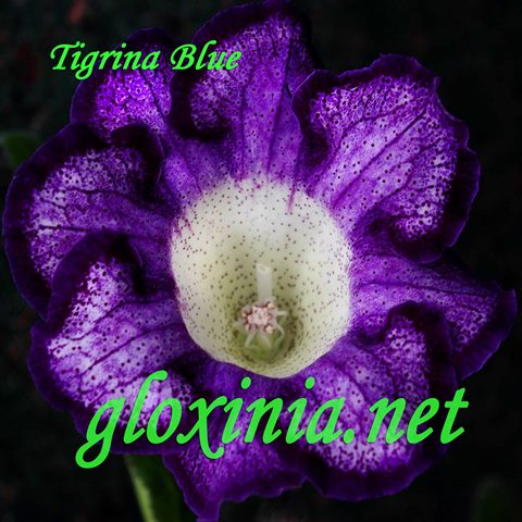 Глоксиния Tigrina Blue 