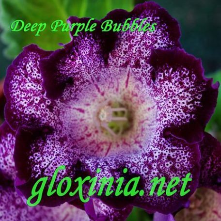 Глоксиния Deep Purple Bubbles 