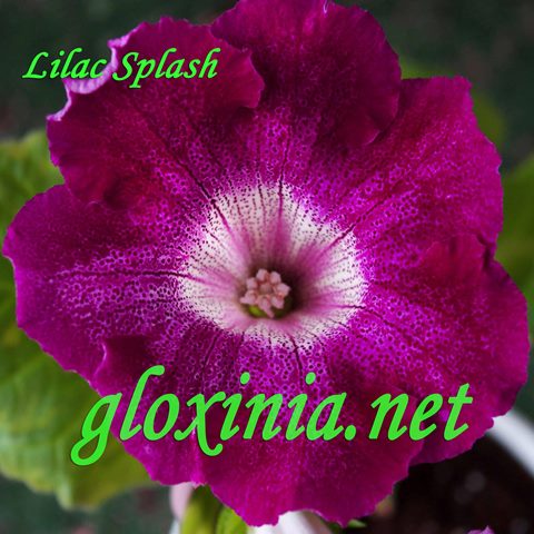 Глоксиния Lilac Splash 