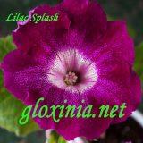 Глоксиния Lilac Splash