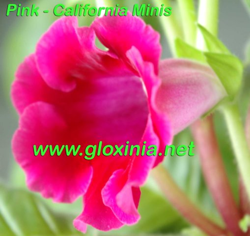 Глоксиния Pink 