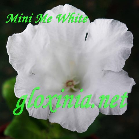  Mini Me White 
