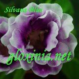  Silvana Blue