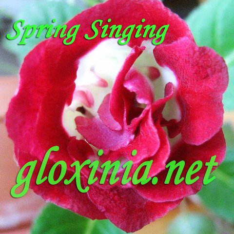 Глоксиния Spring Singing 