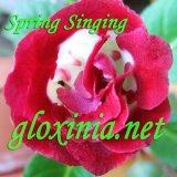 Глоксиния Spring Singing